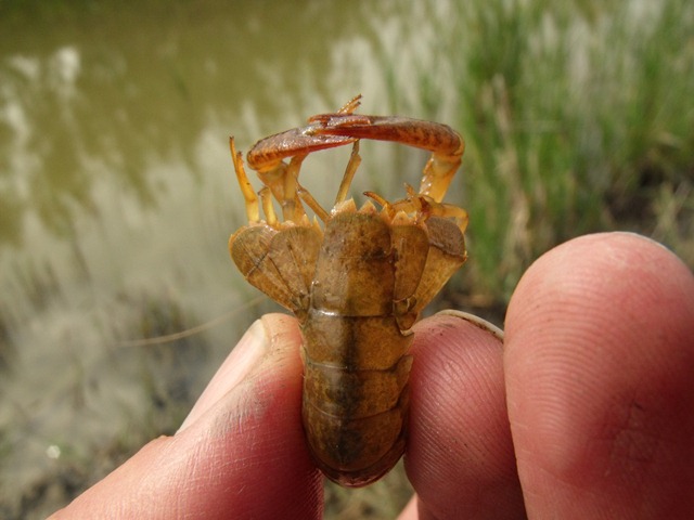 Procambarus clarkii I presume